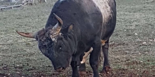 UŽAS NA KORIDI Bik ubio čovjeka