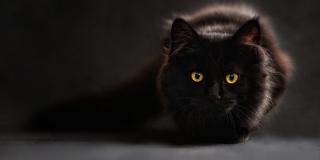 Aktivistica upozorila na trovanje mačaka u splitskom kvartu: 'Svako malo nas snađe tuga'