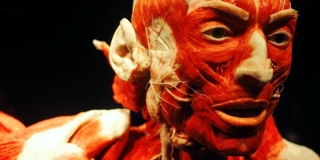 PROFESOR MEDICINE U SPLITU 'Rezultati ispita iz anatomije sve lošiji, studenti sve ravnodušniji prema ocjenama'