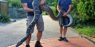 Piton od 5,5 metara i 50 kilograma 'čuvao' mu travu