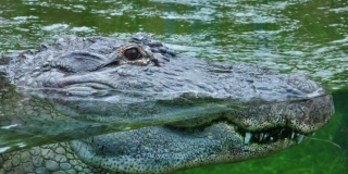 UŽAS U INDONEZIJI Krokodil ubio dječaka pred očima mlađeg brata i prijatelja