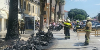 Palme na Rivi jače od požara: 'To nijedno stablo ne bi preživjelo'