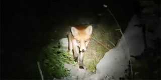 VIDEO Splićanin išao promatrati Suze svetog Lovre, pa se 'družio' s lisicom