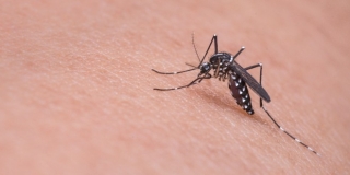 KLIMATSKE PROMJENE Čovječanstvu prijete malarija i denga groznica