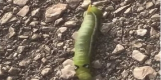 VIDEO: Crv kao iz crtića snimljen na Zenti u Splitu