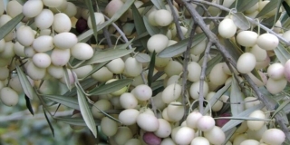 ZAZELENIMO SPLIT: Bijele masline donirane i posađene na Šinama
