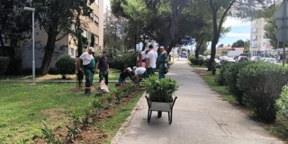 PARKOVI I NASADI 'Zelenilo uzvraća udarac u kotaru Bol'