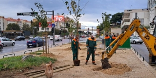 Parkovi i nasadi posadili murve kraj HEP-a