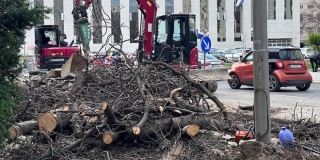 Pokrenuta peticija zbog najave da će se u Gundulićevoj umjesto srušenih kestena zasaditi borovi
