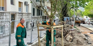 GUNDULIĆEVA ULICA Posađeni novi kesteni na mjestu nekoć jednog od najljepših splitskih drvoreda