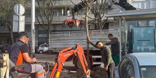 Zasađeno novo stablo na autobusnoj stanici Pojišan, staro je prije tri godine srušila bura
