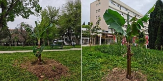 Banane u Splitu? Zašto ne!