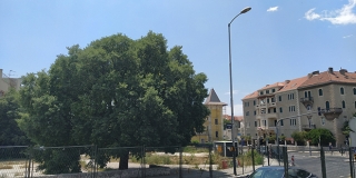 Zaštita drveća grada Splita: Panel diskusija i pjesnička večer