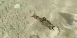 VIDEO Morski zekan snimljen na plaži u Žaboriću