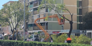 FOTOGALERIJA Nestaje poznati drvored u Ulici Domovinskog rata, posadit će magnolije