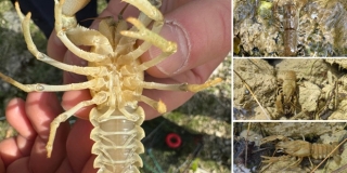 MORE I KRŠ: U tijeku je monitoring i očuvanje bjelonogog raka na području Imotske krajine