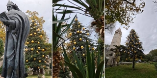 Blagdanska čarlija: Pod Grgurom Ninskim zablistala jelka visoka 15 metara