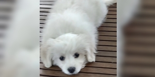 JESTE LI GA VIDJELI? Nestao psić Bili