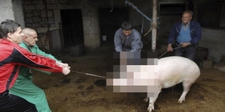 HOROR, A NE TRADICIJA Zašto u Hrvatskoj još normaliziramo kolinje?