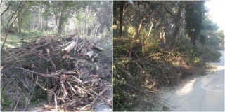 DR. KALILIĆ ODGOVARA 'Zašto je Turska kula otporna na potkornjak za razliku od Marjana koji je na njega vrlo osjetljiv?'