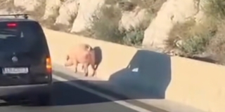 VIDEO Svinja usporila promet na brzoj cesti Dugopolje-Klis