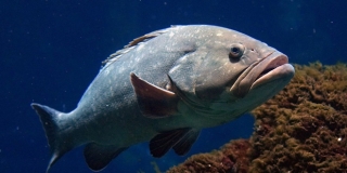 Ribari u Jadranu već neko vrijeme susreću neobičnu vrstu kirnje