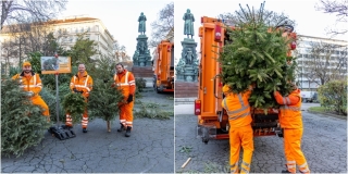 Novi život bečkih božićnih drvaca