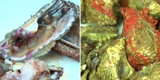 Kunjke u Jadranu rastu sve brže i žive sve kraće