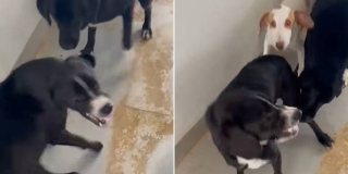 Uznemirujući video iz As eka: Više pasa napada jednog, Animal Alliance proziva odgovorne