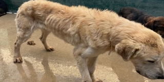  Prijatelji životinja podnijeli kaznenu i prekršajnu prijavu zbog zabrinjavajućeg stanja u skloništu As-Eko