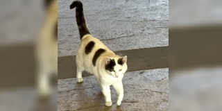 JESTE LI GA VIDJELI? Nestao mačak na području Šoltanske ulice