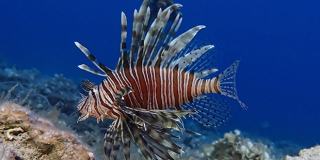 FOTOGALERIJA Ljepotica koja jede sve pred sobom: Splitski entuzijast pokrenuo je lov na 'lavlju' ribu