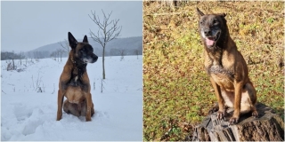 IMA JOŠ PAR DANA Megy je godinama razminiravala Hrvatsku, sada traži svoju zauvijek obitelj