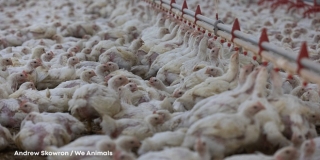 PILIĆARSKA EKOBOMBA Udruge i građanske inicijative pozivaju na prosvjed