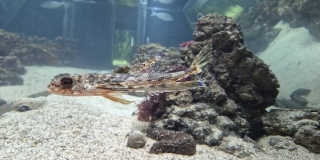 VIDEO Poslušajte kako zvuče ribe u Jadranskom moru