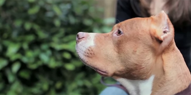 Split: Pit bull napao 35-godišnjaka 