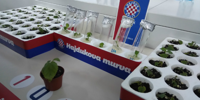 Hajdukova murva živjet će vječno!