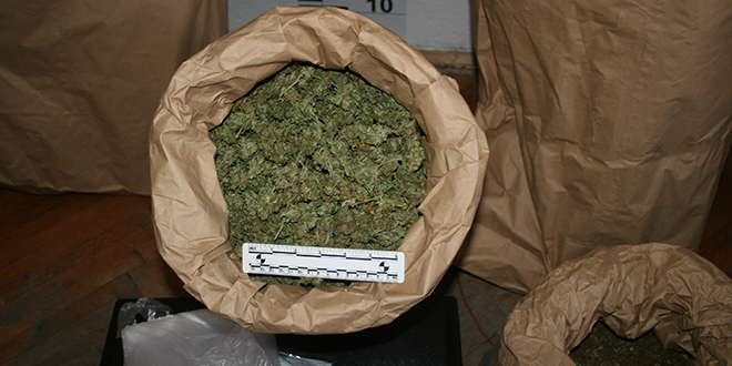 REKORD: Zadarska policija zaplijenila čak 52 kila marihuane!