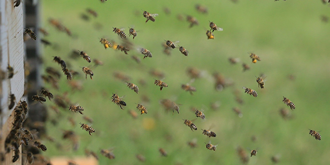 Gala med: Sve od pčela i za pčele