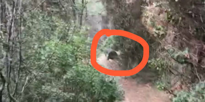 VIDEO: Vepar danas opet viđen na Marjanu!