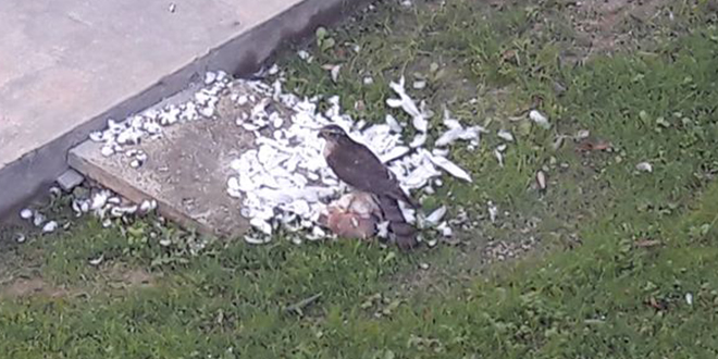 Čitatelj nam je poslao video kojega je snimio na Bačvicama, stručnjak otkrio o kojoj se ptici radi