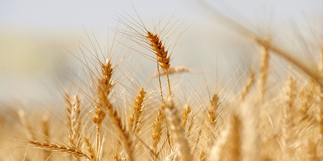 Počela žetva ranih usjeva pšenice