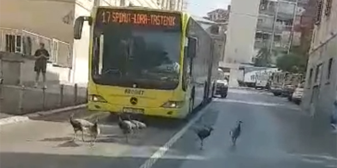 VIDEO: Paunovi zaustavili autobus