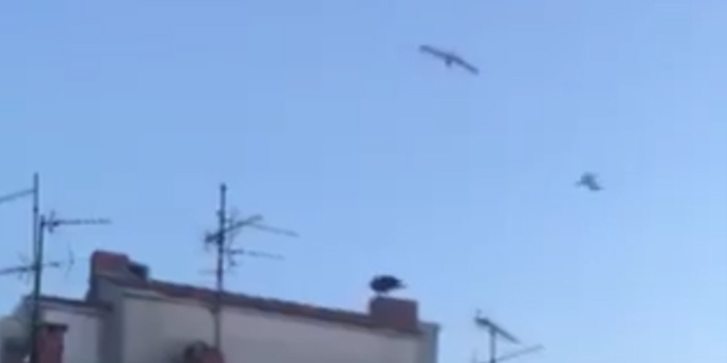VIDEO: Pogledajte kako galebovi tjeraju pauna sa zgrade