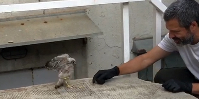 VIDEO: Splićani na Bačvicama spasili pticu, predali je As-Eku