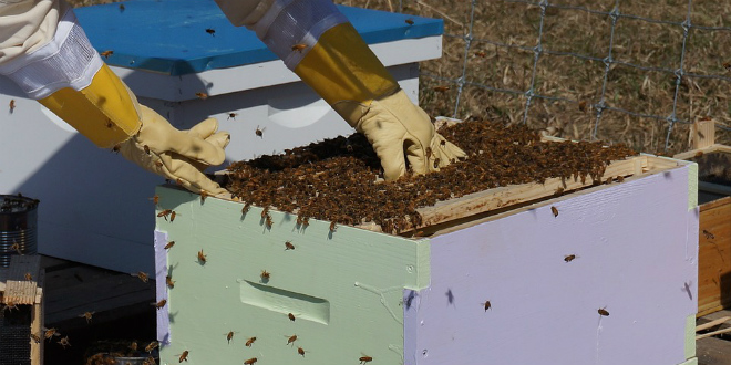 PODRŽAN PRIJEDLOG Stroža pravila o pesticidima štetnima za pčele