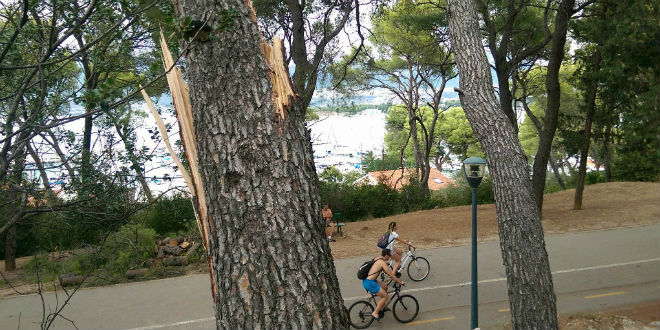 SDP-ovac zabrinut zbog pada stabla na Marjanu: 'Na tom frekventnom mjestu šeta mnoštvo naših sugrađana, poglavito djece'