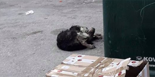 TEŠKA TUGA: Netko je jutros u centru Splita mrtvog psa stavio u kutiju koju je oblijepio i bacio je pored smeća