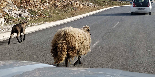 FOTOGALERIJA: Ono kad ti se ovca pojavi ispred auta...