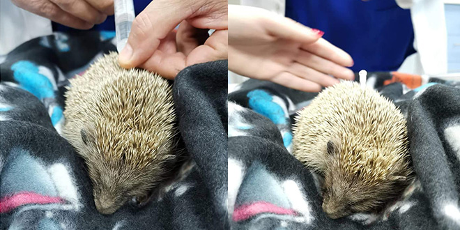 BORBA ZA JEŽURKOV ŽIVOT: Djeca nogama tukla ježa, ljubitelji životinja iz 'Splitskih šapa' ga pokušavaju spasiti